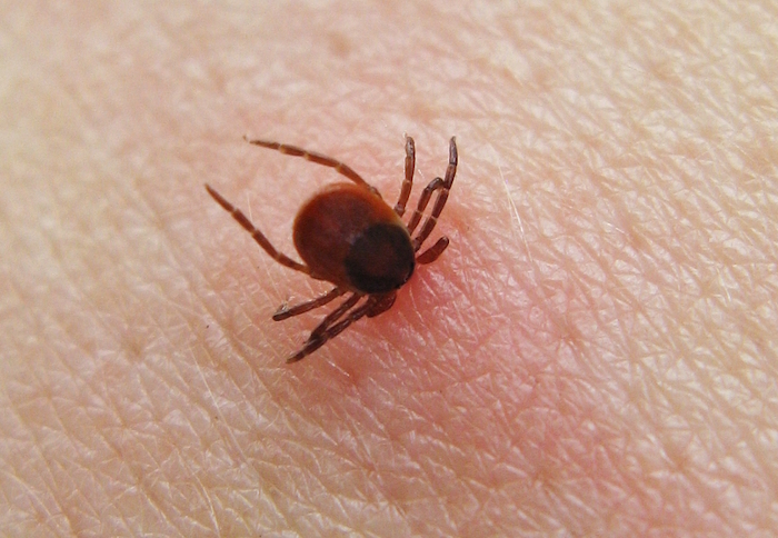 tick identification northern california