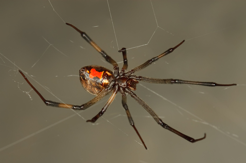 brown_widow_spider