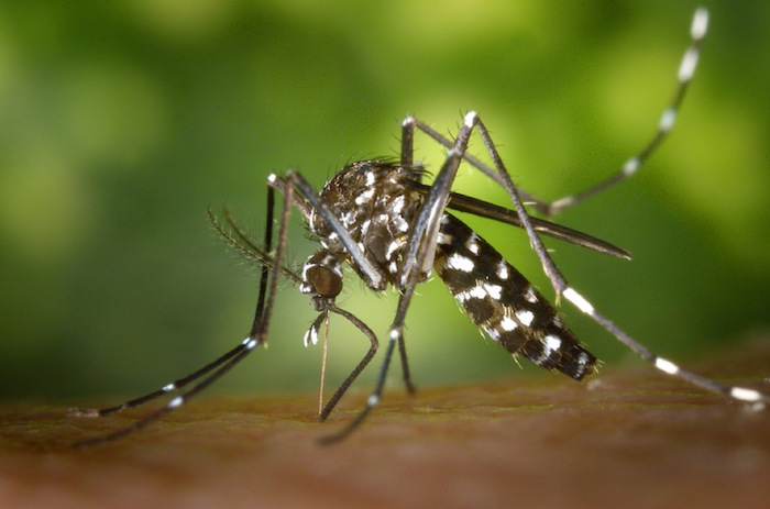 Asian-tiger-mosquito