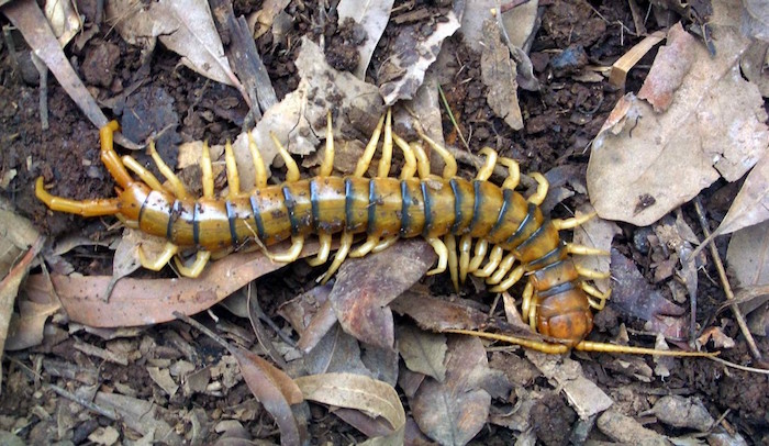 giant_centipede