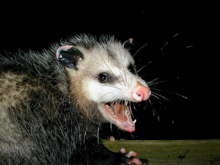 opossum