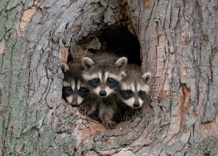 raccoonstree