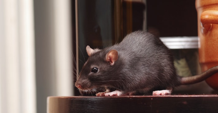 rat in kitchen,focus on a head.