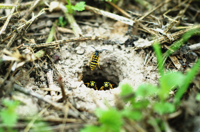 yellow_jacket