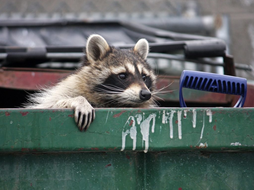 Raccoon-garbage